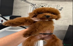 Toy Poodle dogs for sale: Asian teddy face toy poodles boys - Image 24