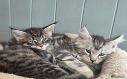 Maine Coon cats for sale: Maine coon  - Image 6