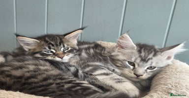 Maine Coon cats - Advert 2