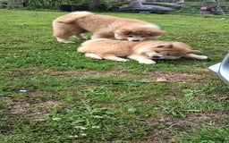Japanese Akita Inu dogs for sale: Longcoat Japanese Akita Inu - Image 2