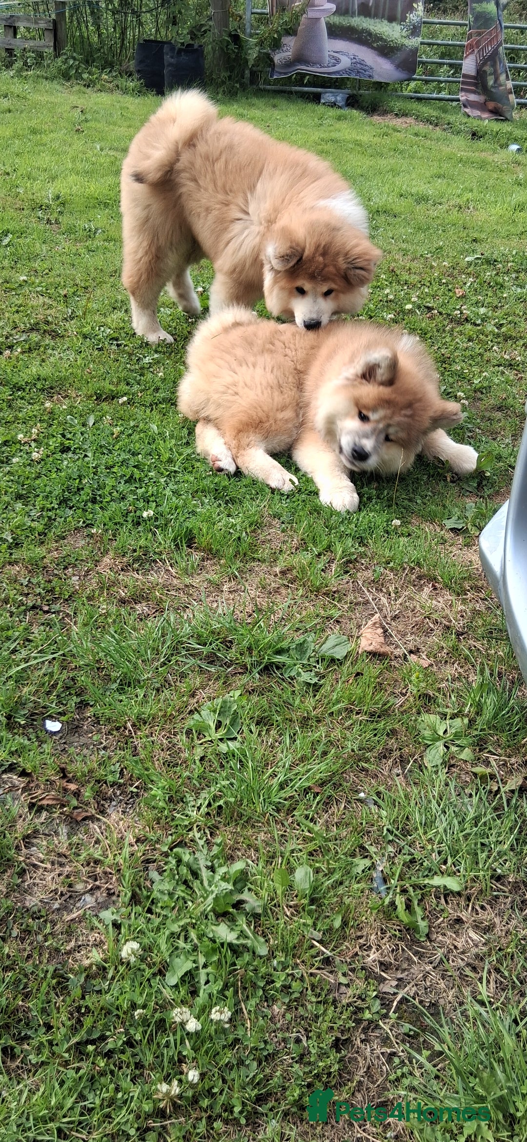 Japanese Akita Inu dogs for sale: Longcoat Japanese Akita Inu - Image 2