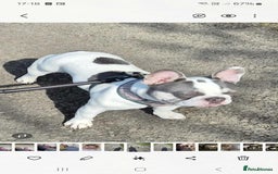 French Bulldog dogs for stud: Jasper available for stud - Advert 3