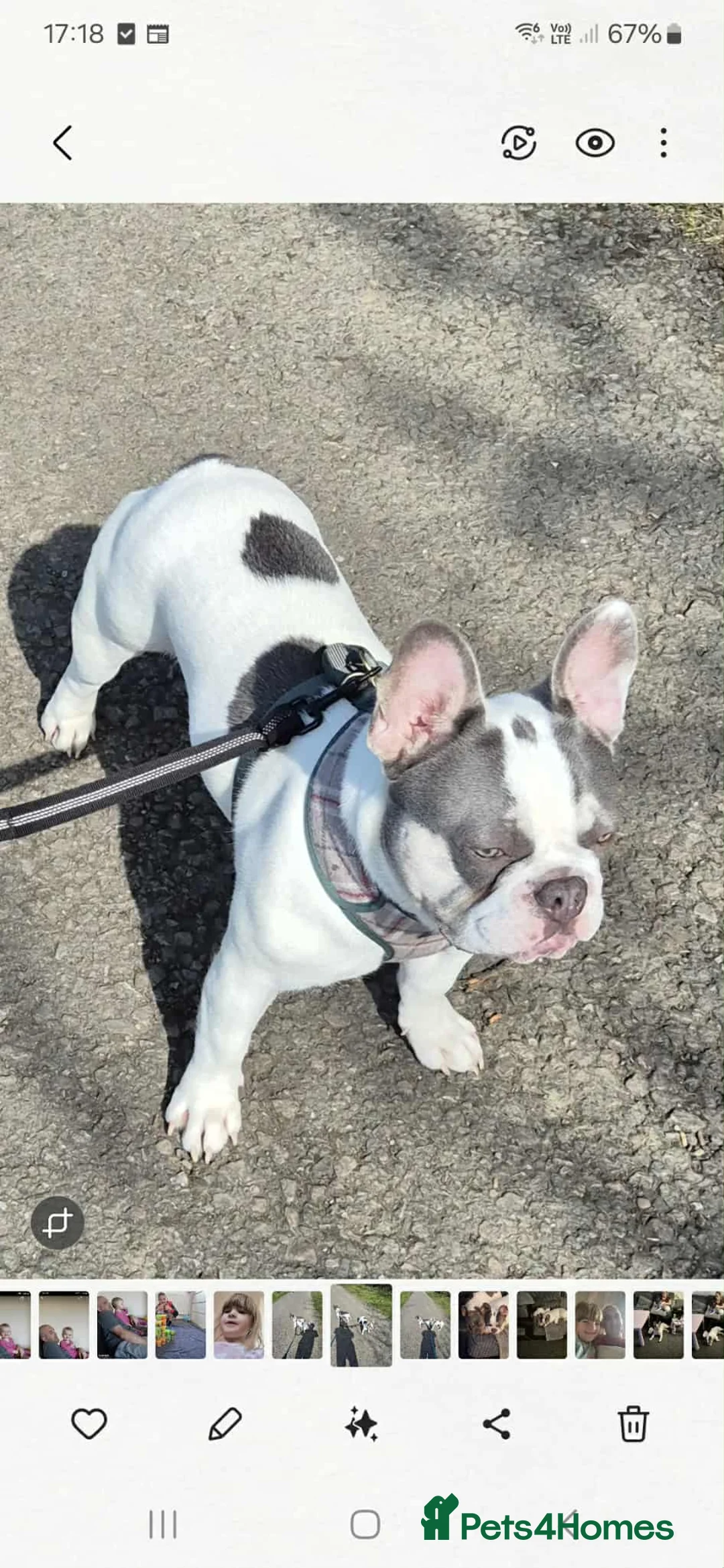 French Bulldog dogs for stud: Jasper available for stud - Advert 3