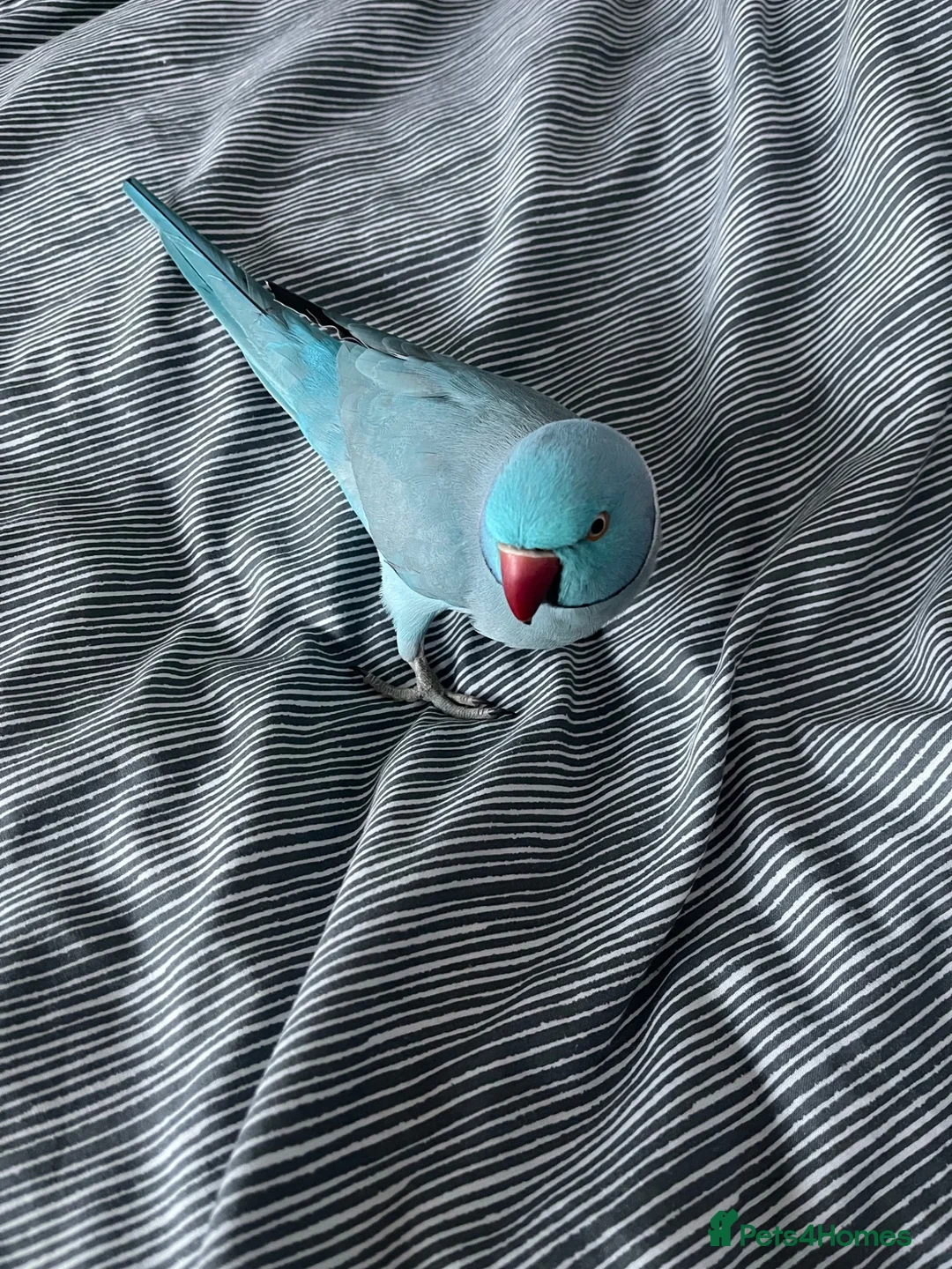Ringnecks birds for sale: Tikki / Blue Ringneck in Walsall - Advert 2