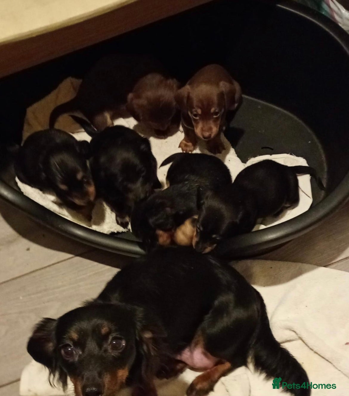 Dachshund dogs 5 long hair and short hair dachshunds for sale  - Advert 1