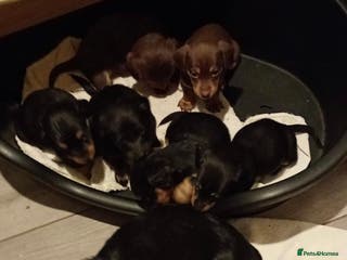 Dachshund dogs 5 long hair and short hair dachshunds for sale - Advert 1