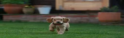 Cocker Spaniel dogs for sale: Gorgeous Working Cocker Spaniel Pups  - Advert 25