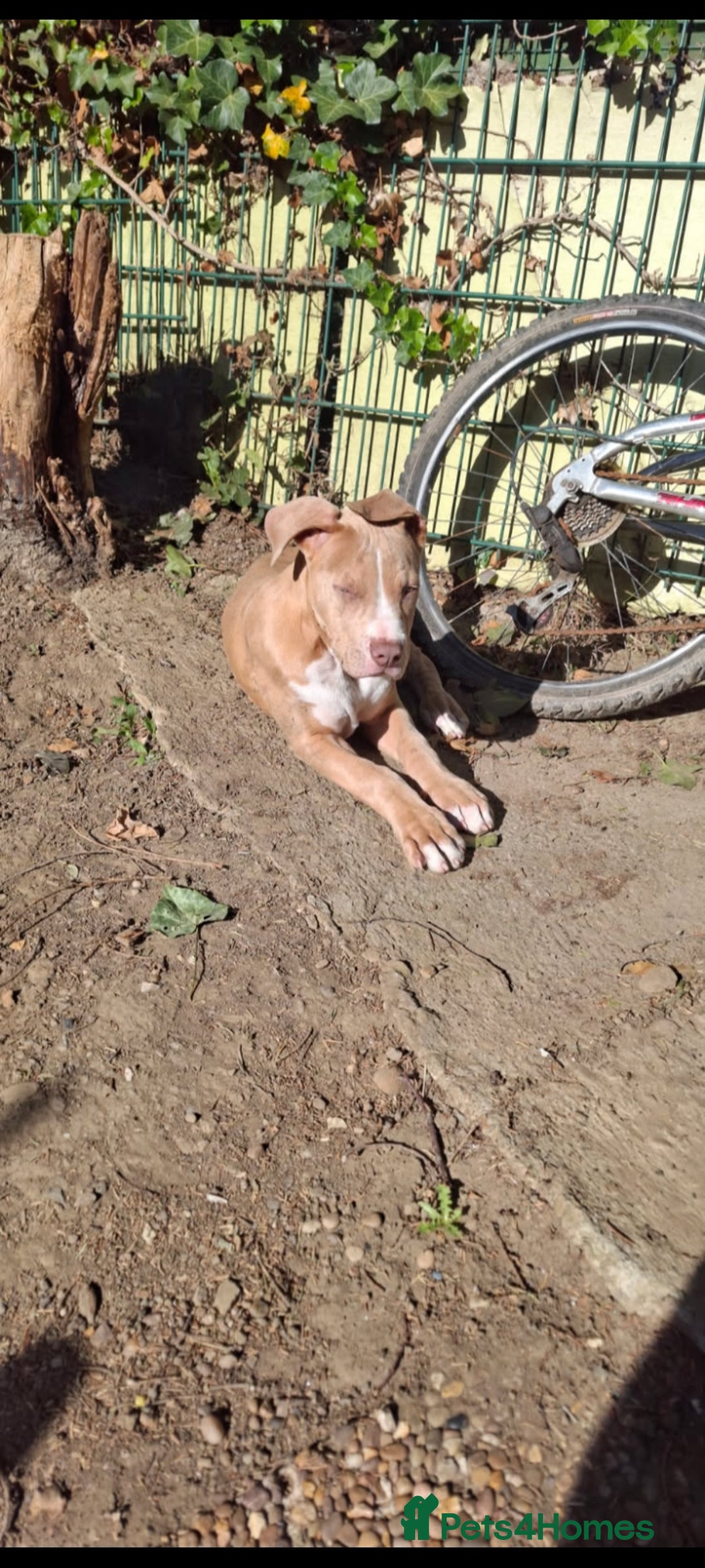 Mixed Breed dogs for sale: Tyson - Image 3