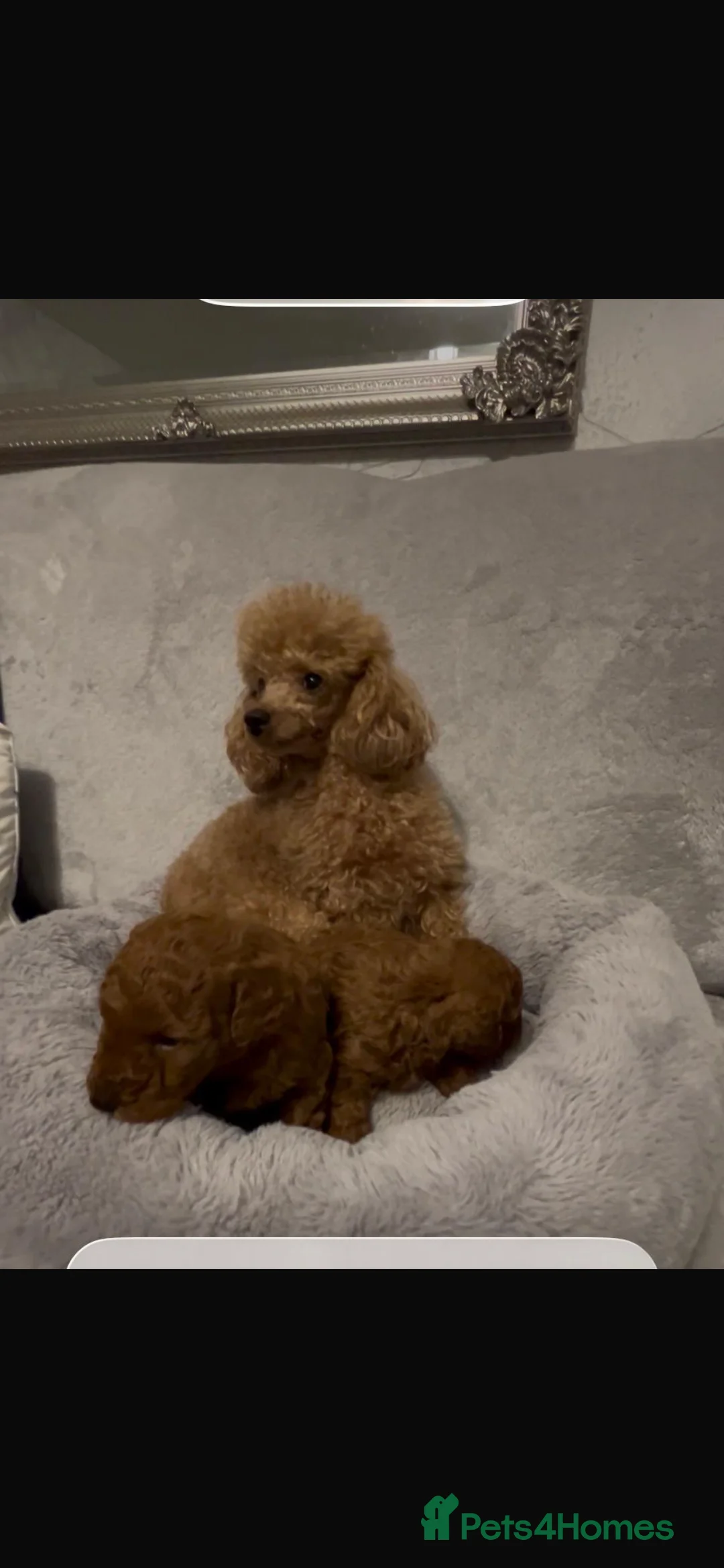Toy Poodle dogs for sale: KC Registered Toy Poodle – 1 girl available - Advert 8