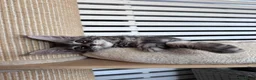 Maine Coon cats for sale: ✨5 Gorgeous Pure Breed Maine Coon Kittens✨ - Advert 22