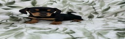 Dachshund dogs for sale: 2 Beautiful dachshunds left!!! - Advert 17