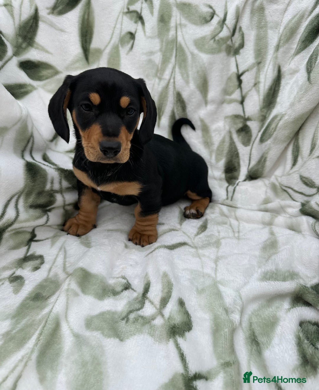 Dachshund dogs for sale: 2 Beautiful dachshunds left!!! - Advert 17