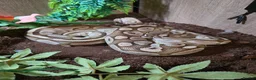 Python Snake reptiles for sale: Ball python  in Buxton - Advert 2
