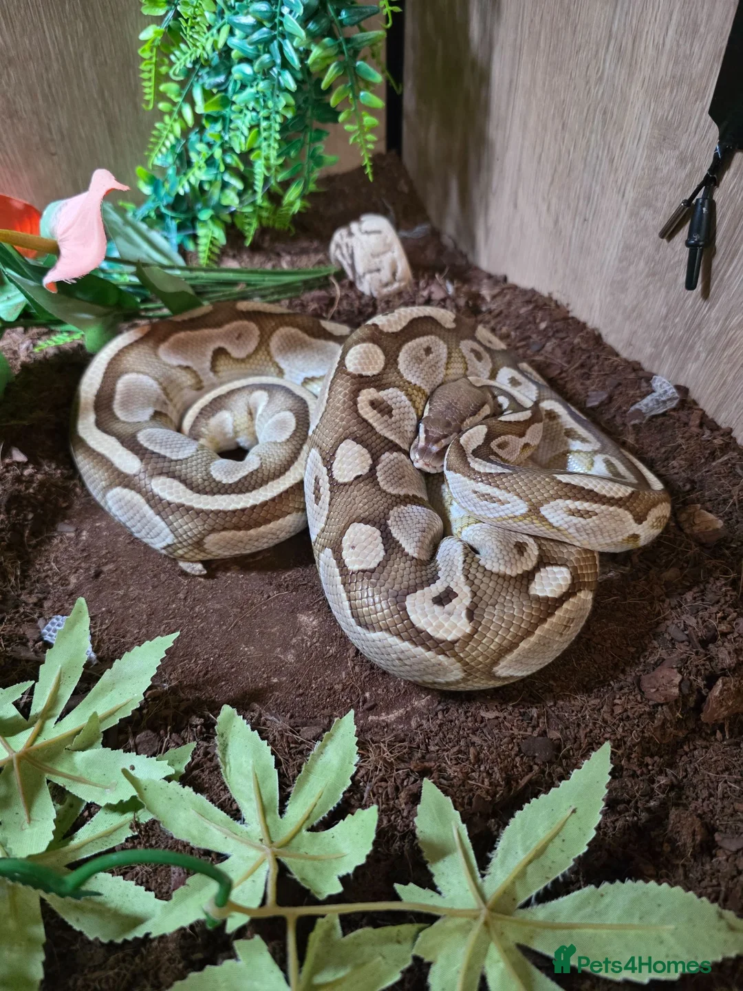 Python Snake reptiles for sale: Ball python  in Buxton - Advert 2