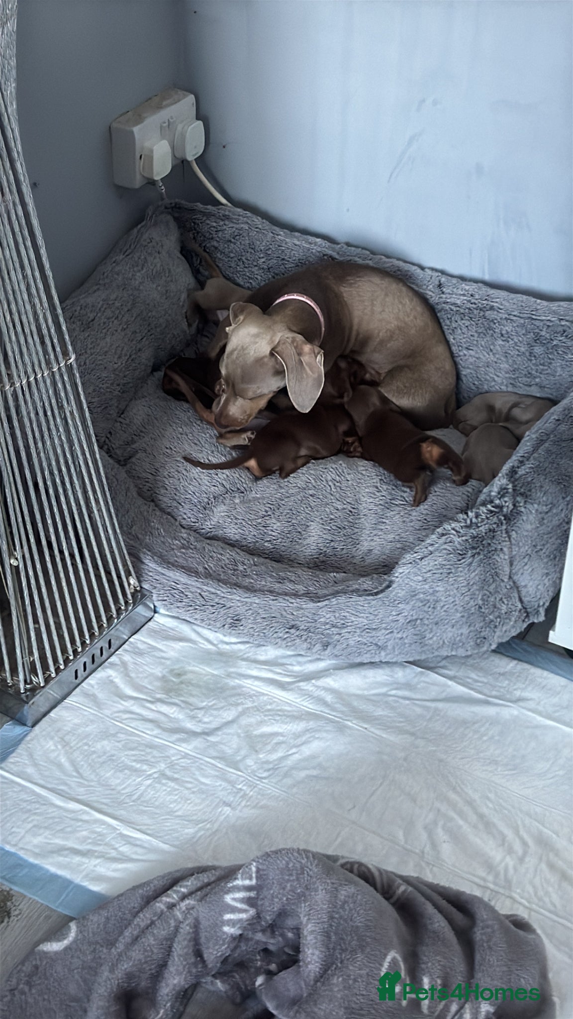 Miniature Dachshund dogs for sale: Mini dachshund  in Brighton - Advert 5