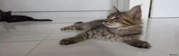 Maine Coon cats for sale: Beautiful Maine Coon Kittens for Sale - Advert 9