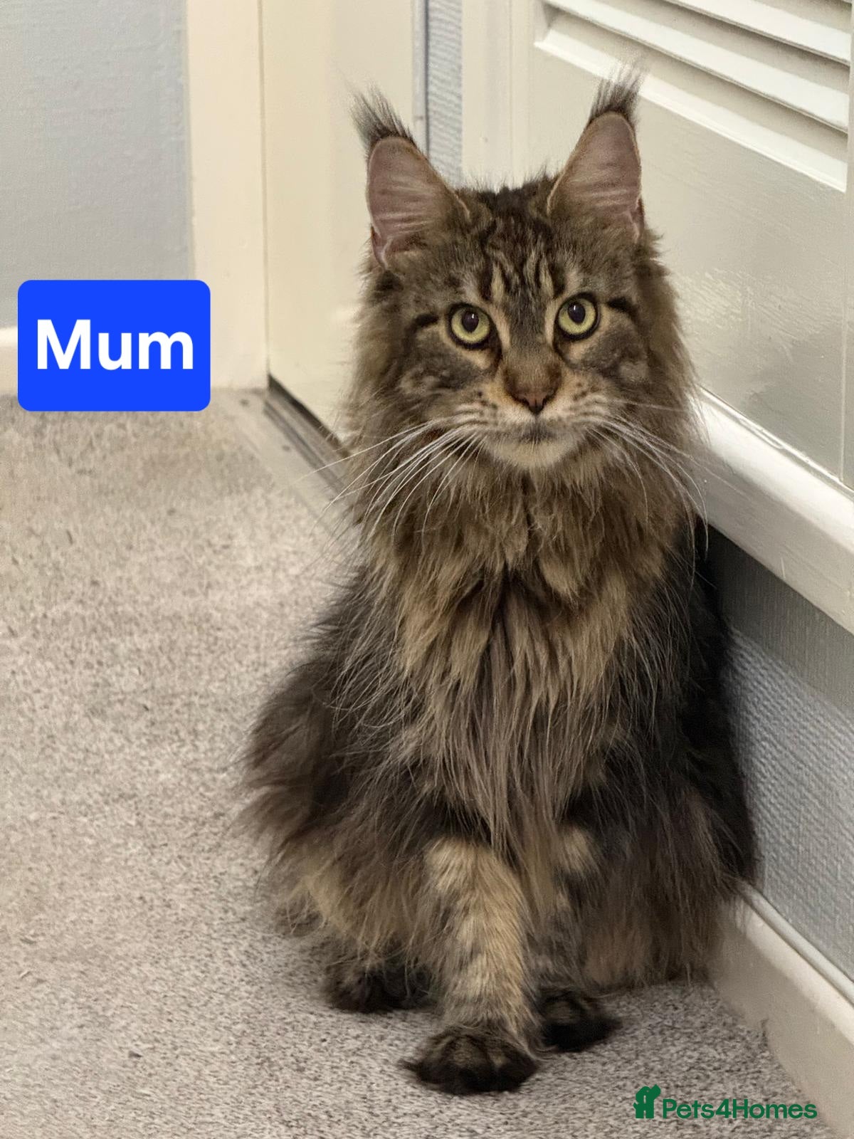 Maine Coon cats 😻 Ready Soon Gorgeous Maine Coon Kittens 😻 - Advert 11