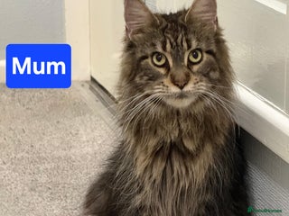 Maine Coon cats 😻 Ready Soon Gorgeous Maine Coon Kittens 😻 - Advert 11