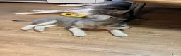 Siberian Husky dogs for sale: Beautiful husky puppies ready for their new homes  - Advert 14