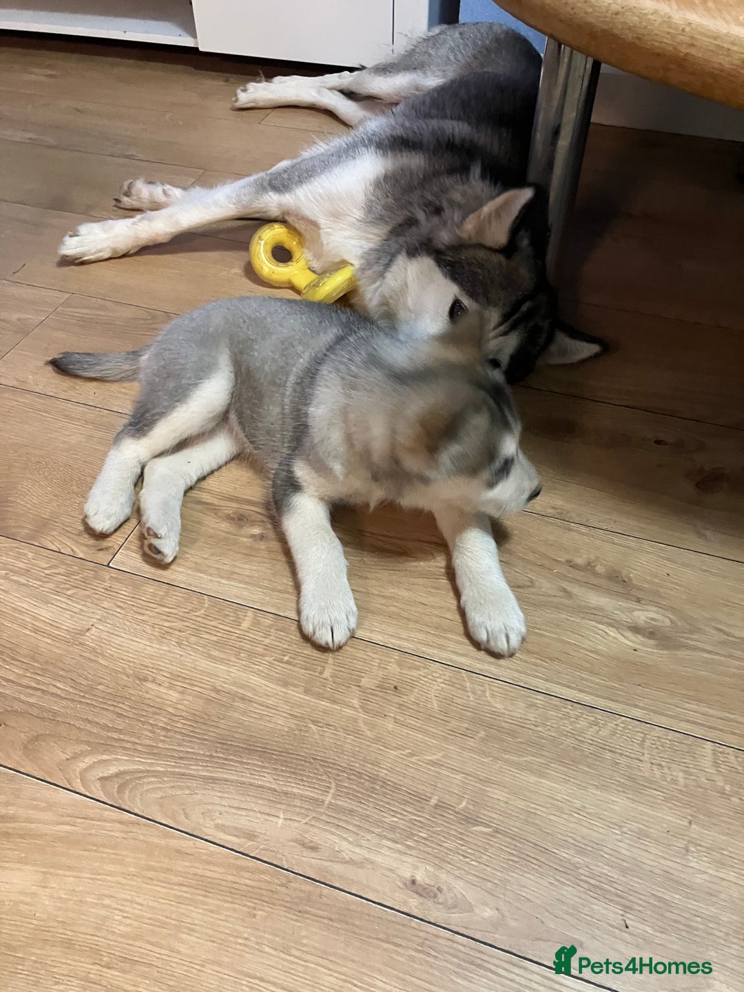 Siberian Husky dogs for sale: Beautiful husky puppies ready for their new homes  - Advert 14