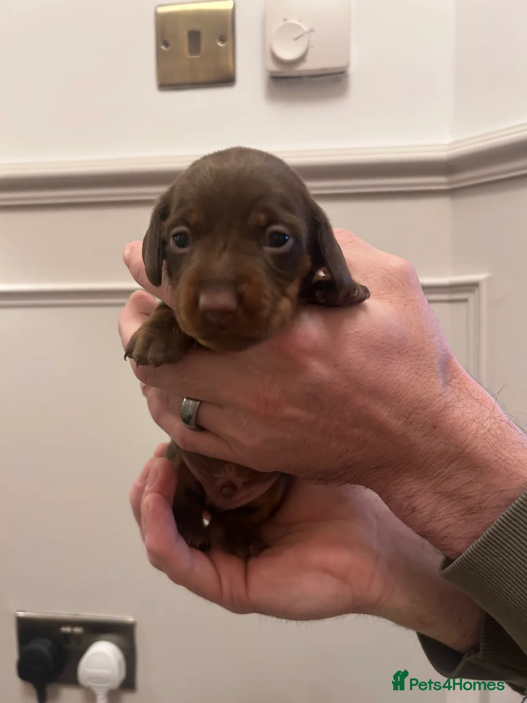 Miniature Dachshund dogs for sale: Miniature dachshund  - Advert 8