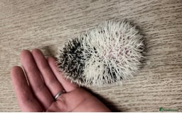 Pygmy Hedgehog rodents for sale: Stunning Pinto Baby African Pygmy Hedgehog's  - Image 6