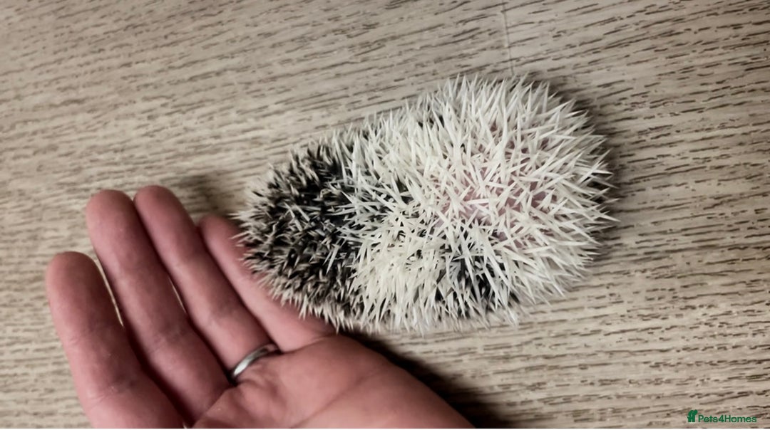 Pygmy Hedgehog rodents for sale: Stunning Pinto Baby African Pygmy Hedgehog's  - Image 6