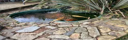 Koi Carp fish for sale: Koi and goldfish for sale  in Exeter - Advert 5