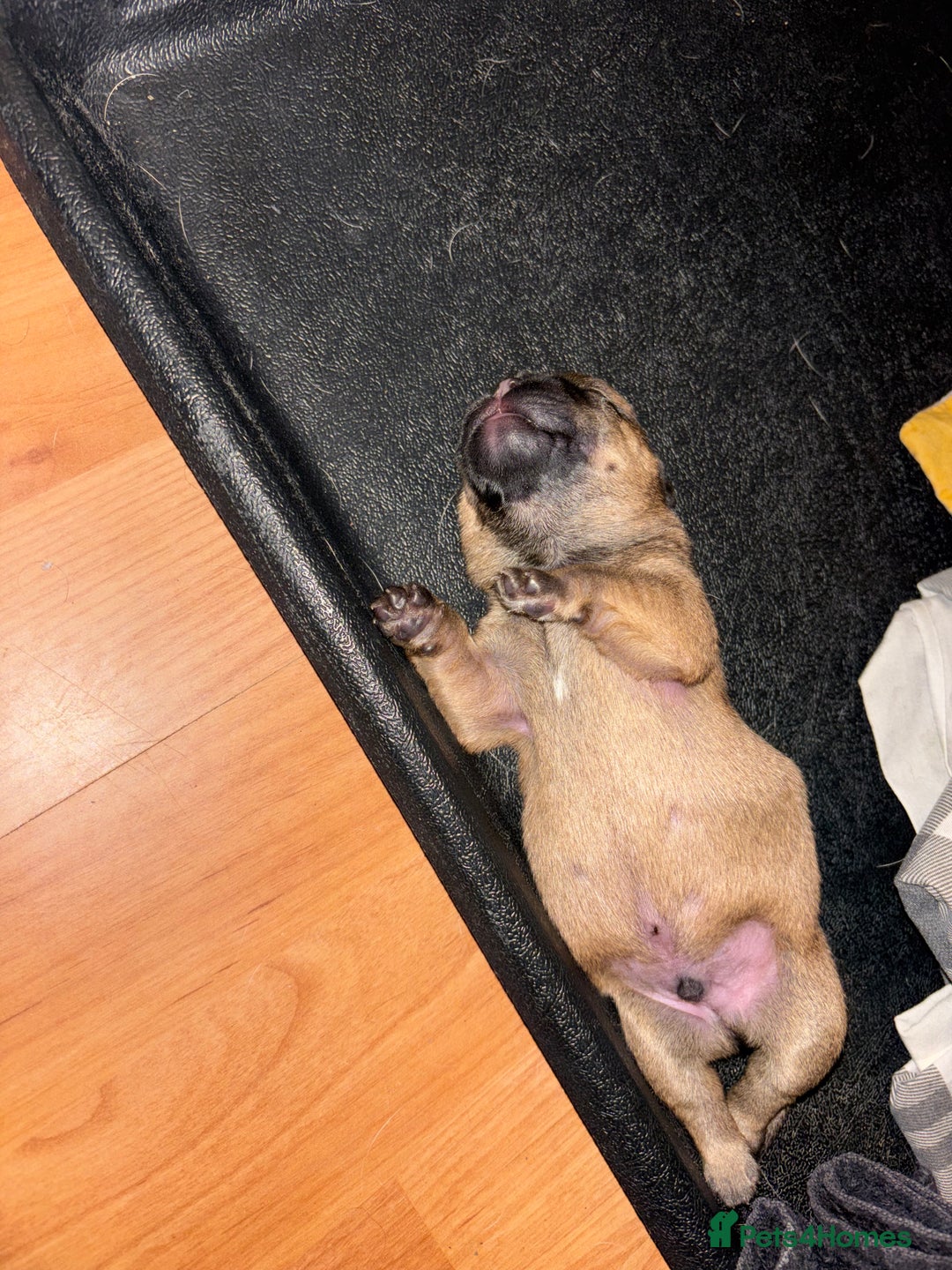 Mixed Breed dogs for sale: Floodles - Advert 4