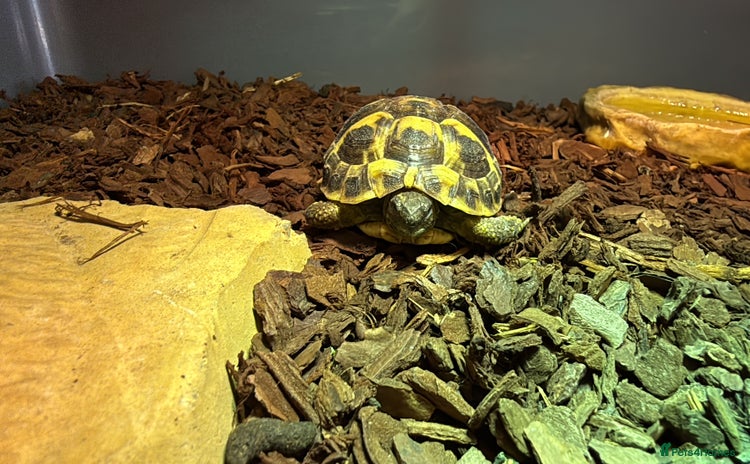 Hermann Tortoise reptiles - Advert 1