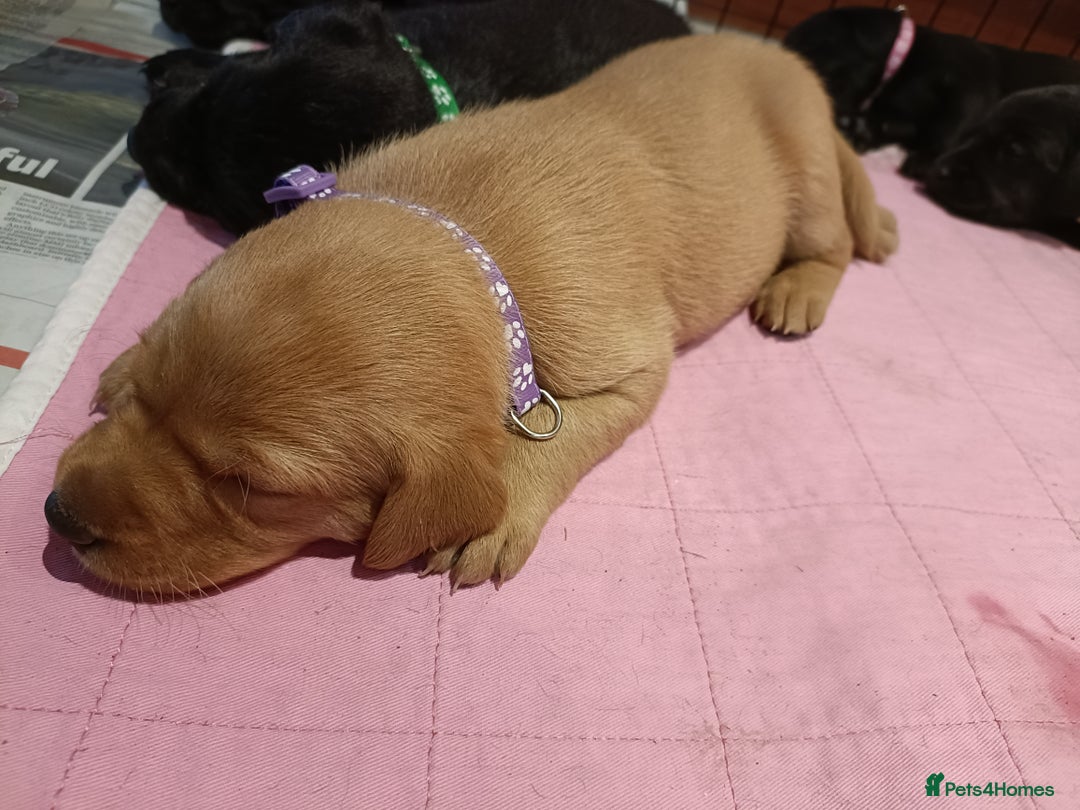 Labrador Retriever dogs for sale: Labrador Puppies  - Image 8