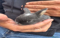 Mini Lop rabbits for sale: Mini lop baby rabbits for sale - Image 17