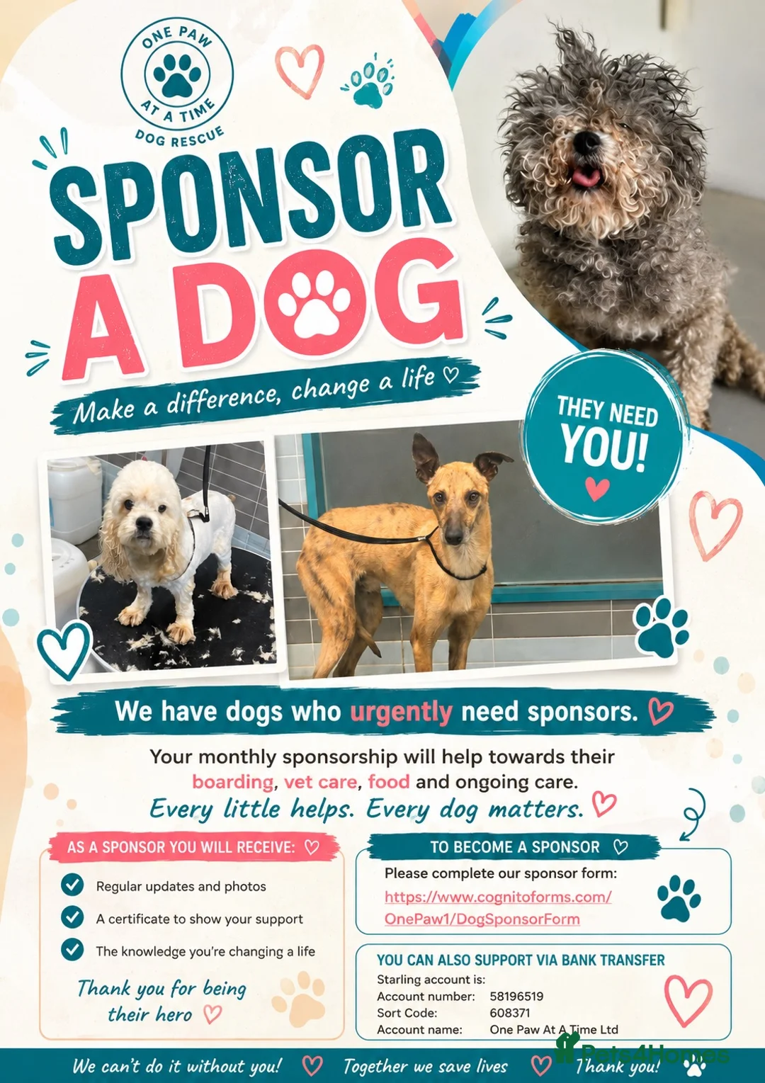 Italian Greyhound dogs for adoption: Penny seeking forever home  - Advert 5