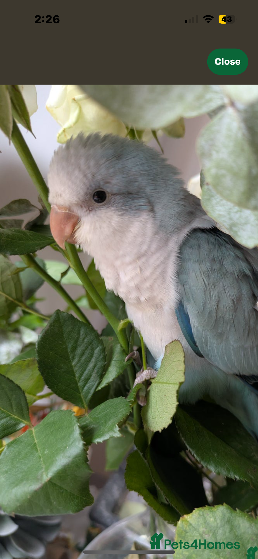 Cockatiels birds for sale: cockatiel and quaker parrot - Advert 3