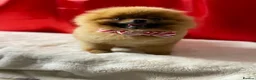 Pomeranian dogs for sale: Orange male Pomeranian  - Advert 5