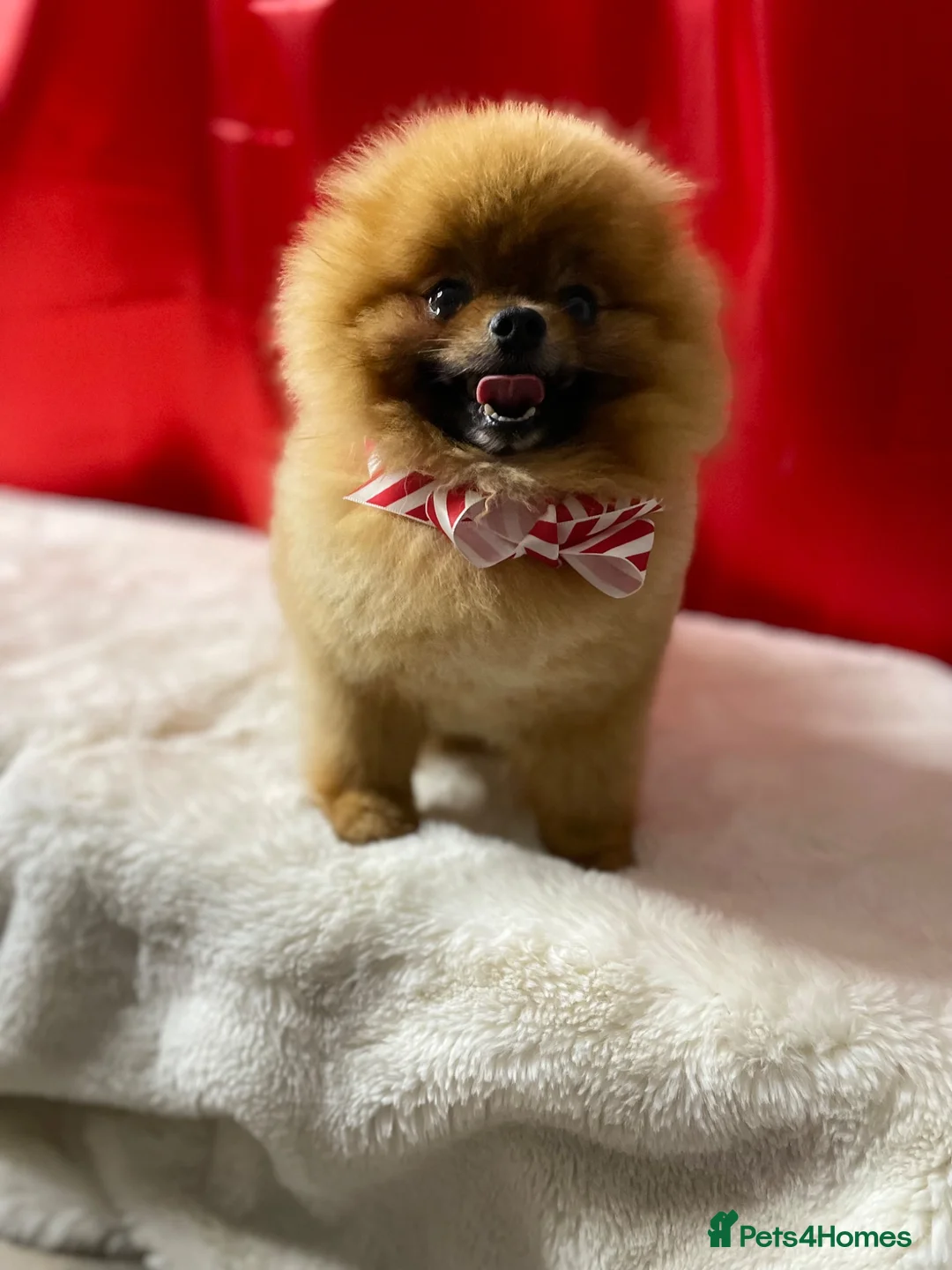 Pomeranian dogs for sale: Orange male Pomeranian  - Advert 5