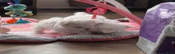 Maltese dogs for sale: 5 Outstanding pedigree Maltese puppies - Advert 15