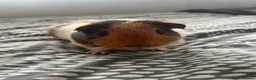 Guinea Pig rodents for sale: Male guinea pigs  - Advert 4