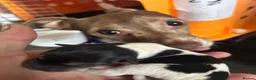 Jack Russell dogs for sale: Docked tail jack russel - Advert 6