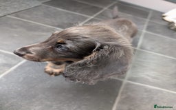 Miniature Dachshund dogs for sale: Miniature Dachshund Puppies  - Image 6