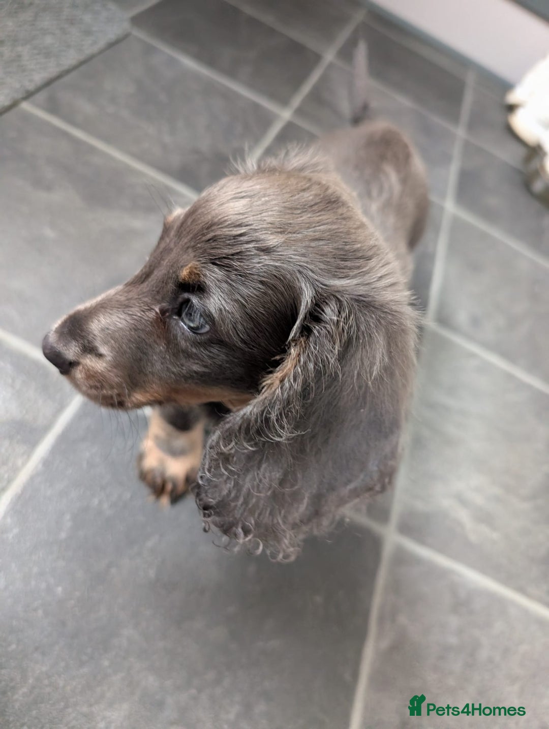 Miniature Dachshund dogs for sale: Miniature Dachshund Puppies  - Image 6