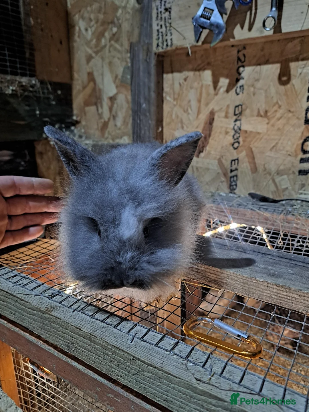 Mixed Breed rabbits for sale: Lion head cross with New zealand white - Advert 2