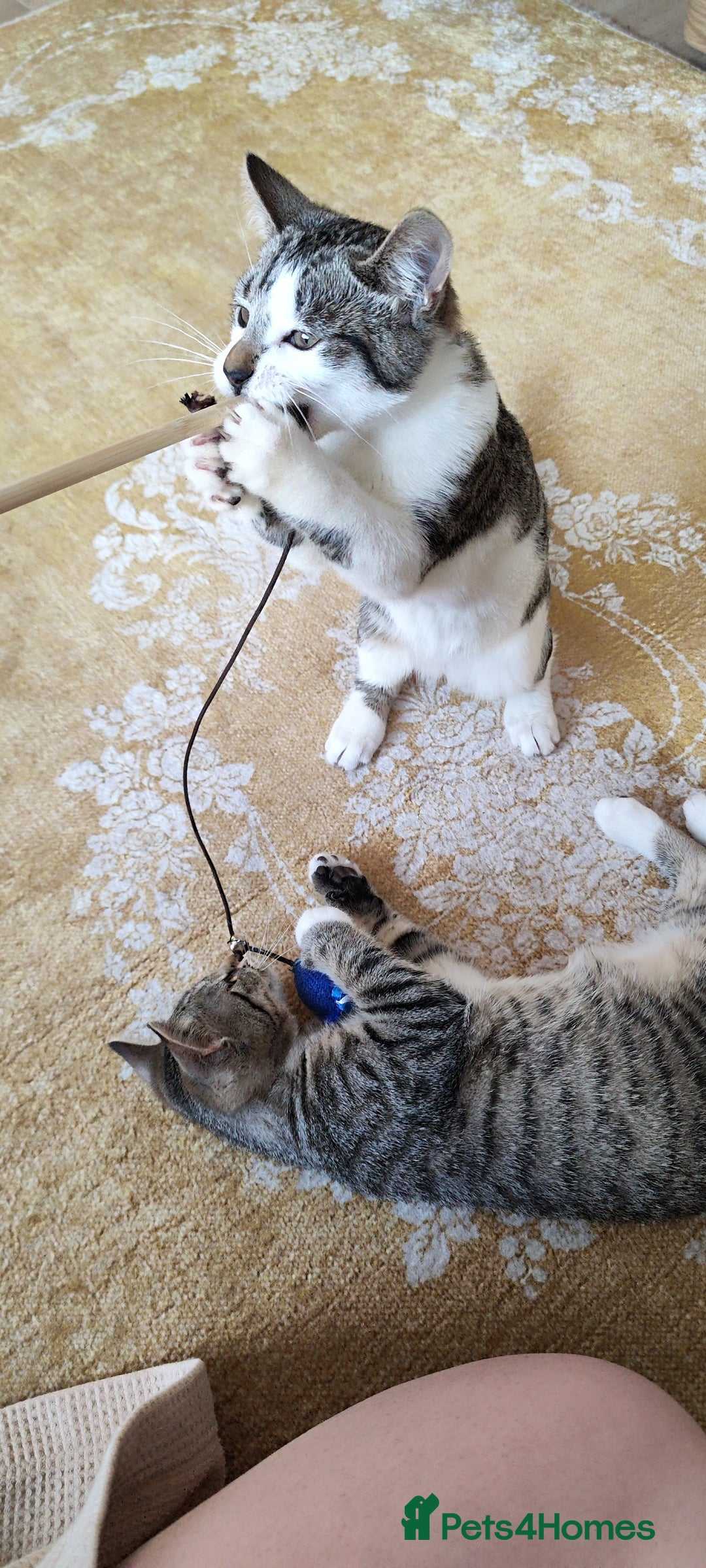 Mixed Breed cats for sale: Kittens 1 male 1 female (vaccinated) - Advert 5