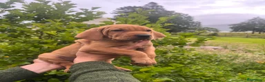 Mixed Breed 2