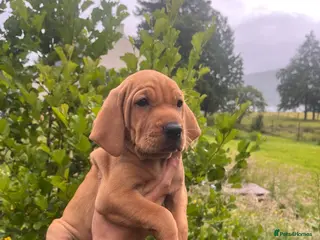 Mixed Breed dogs Hungarian Vizsla X Labrador (fox red) - Advert 1