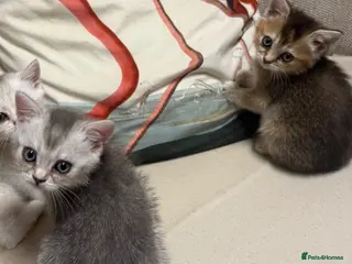 Scottish Fold cats Scottish fold and straight - Advert 15