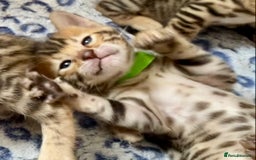 Bengal cats for sale: ⭐️ 1 LEFT!! - STUNNING TICA REG BENGAL CUBS ⭐️ - Image 25