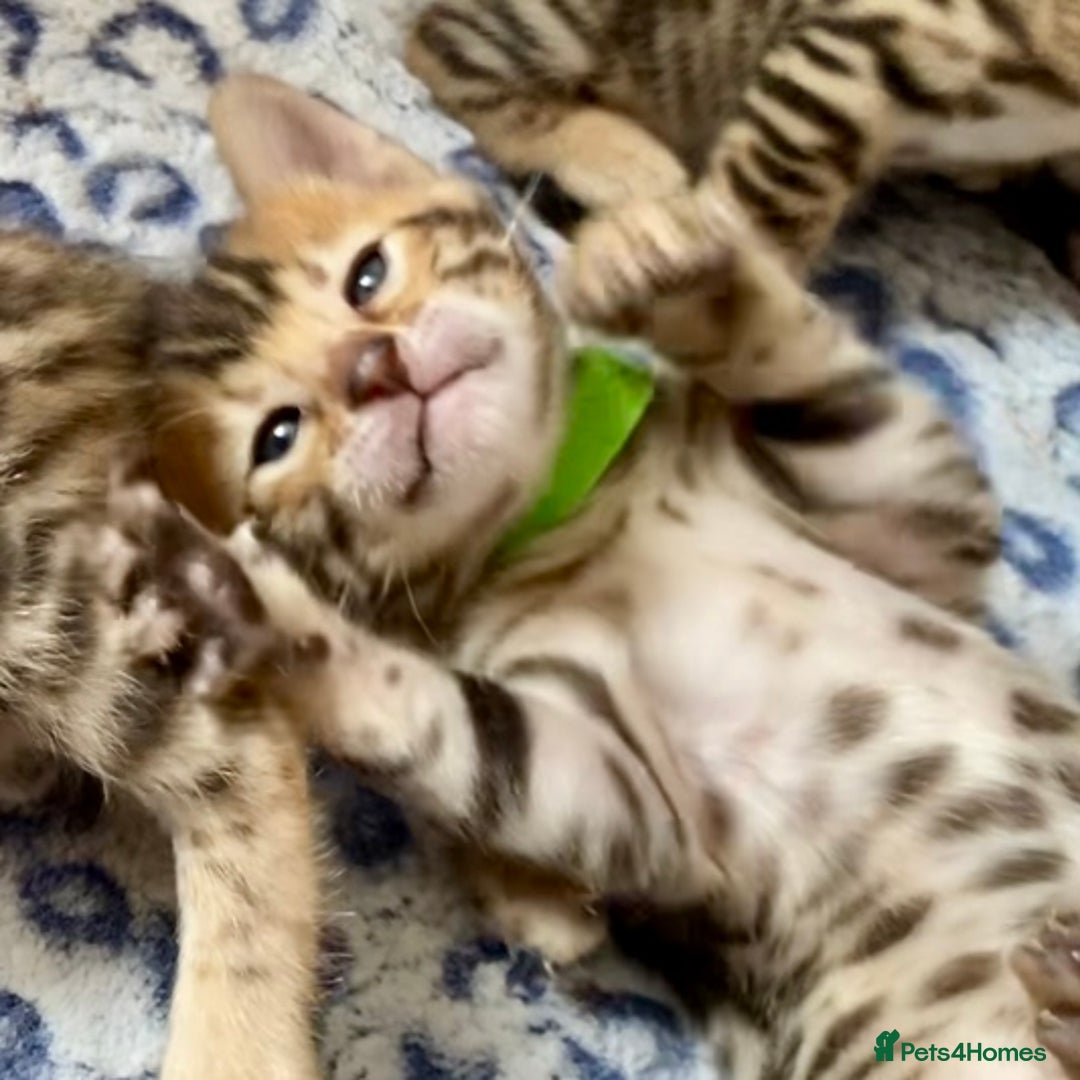 Bengal cats for sale: ⭐️ 1 LEFT!! - STUNNING TICA REG BENGAL CUBS ⭐️ - Image 25