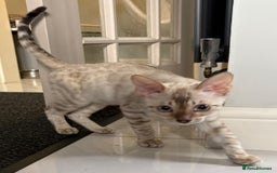 Bengal cats for sale: Snow rosetted Bengal Kitten GCCF  - Image 5