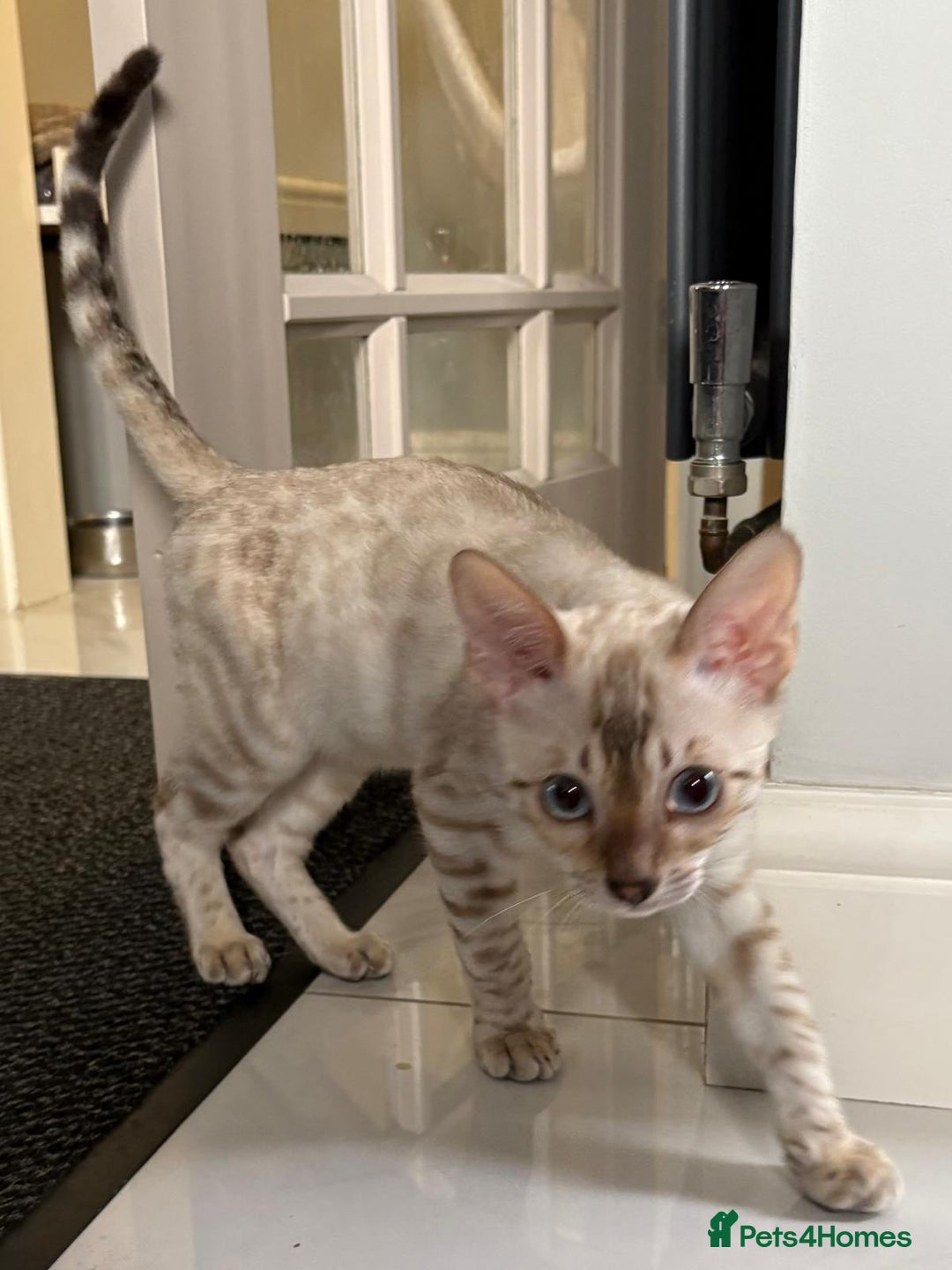 Bengal cats for sale: Snow rosetted Bengal Kitten GCCF  - Image 5
